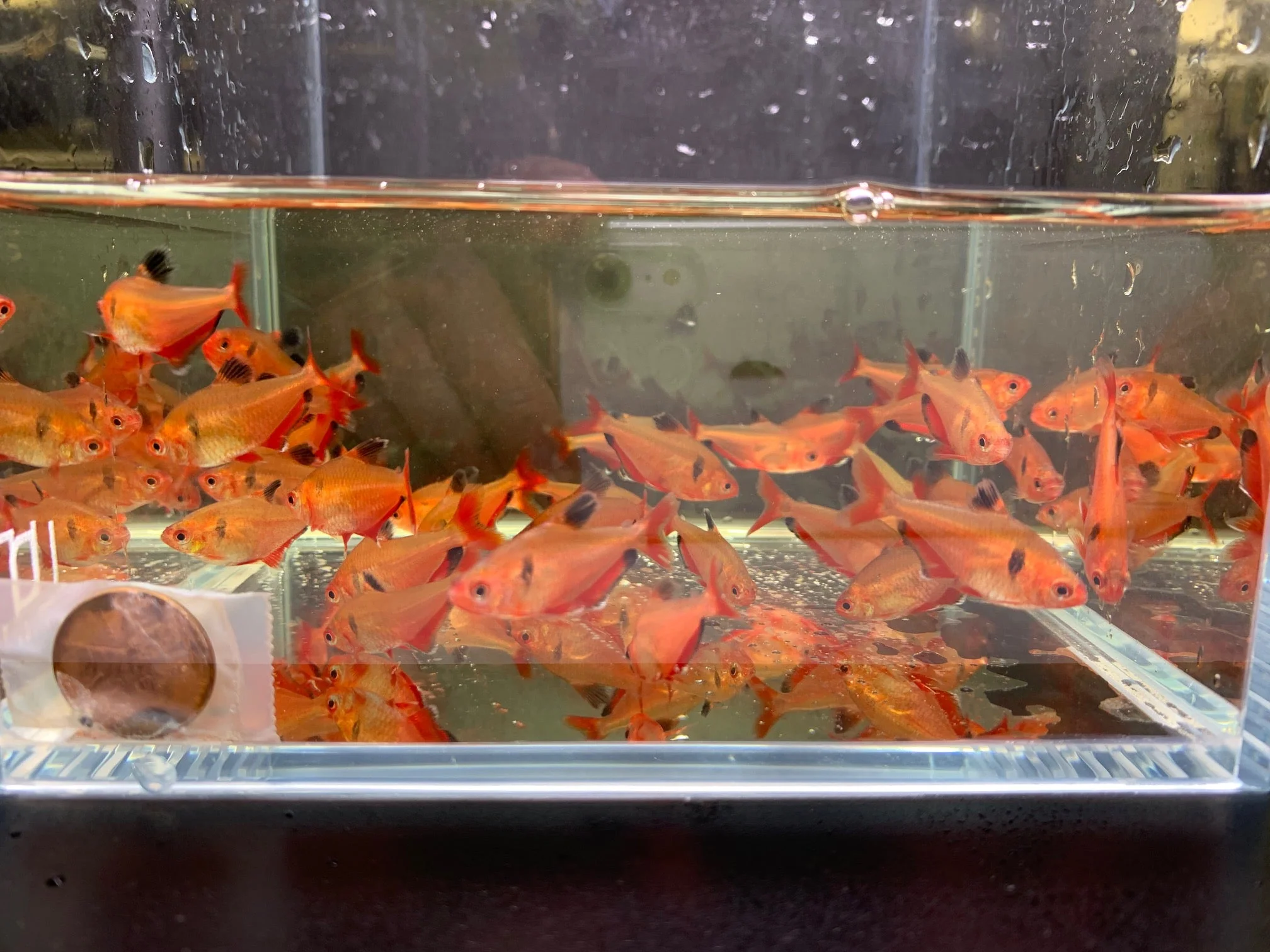 Serpae Tetra