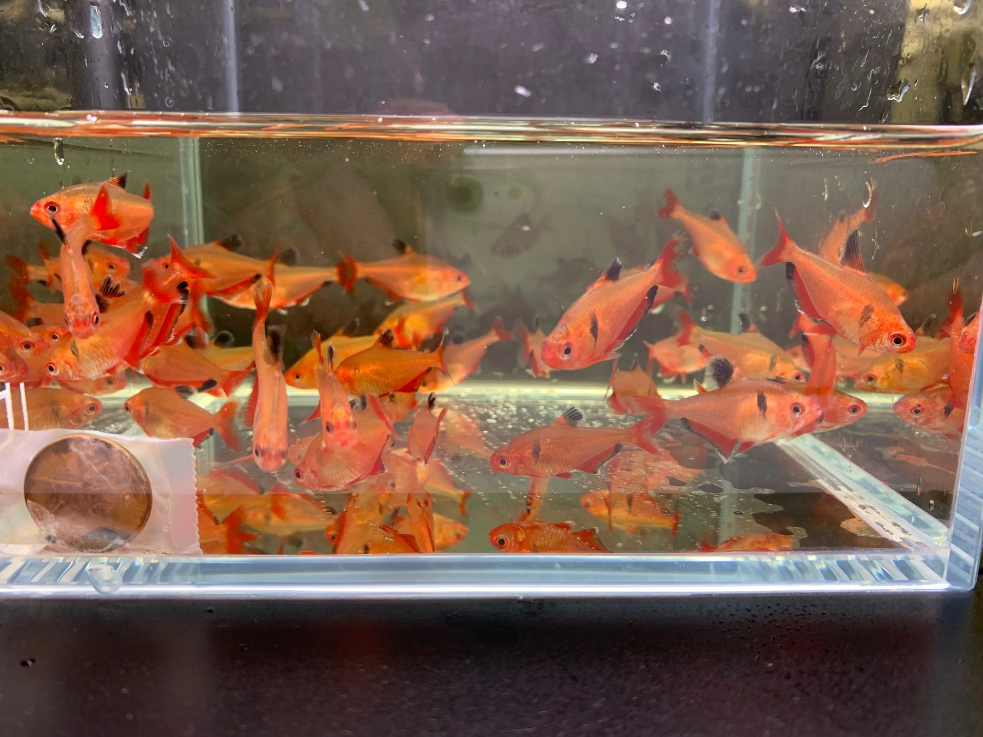 Serpae Tetra - Image 2