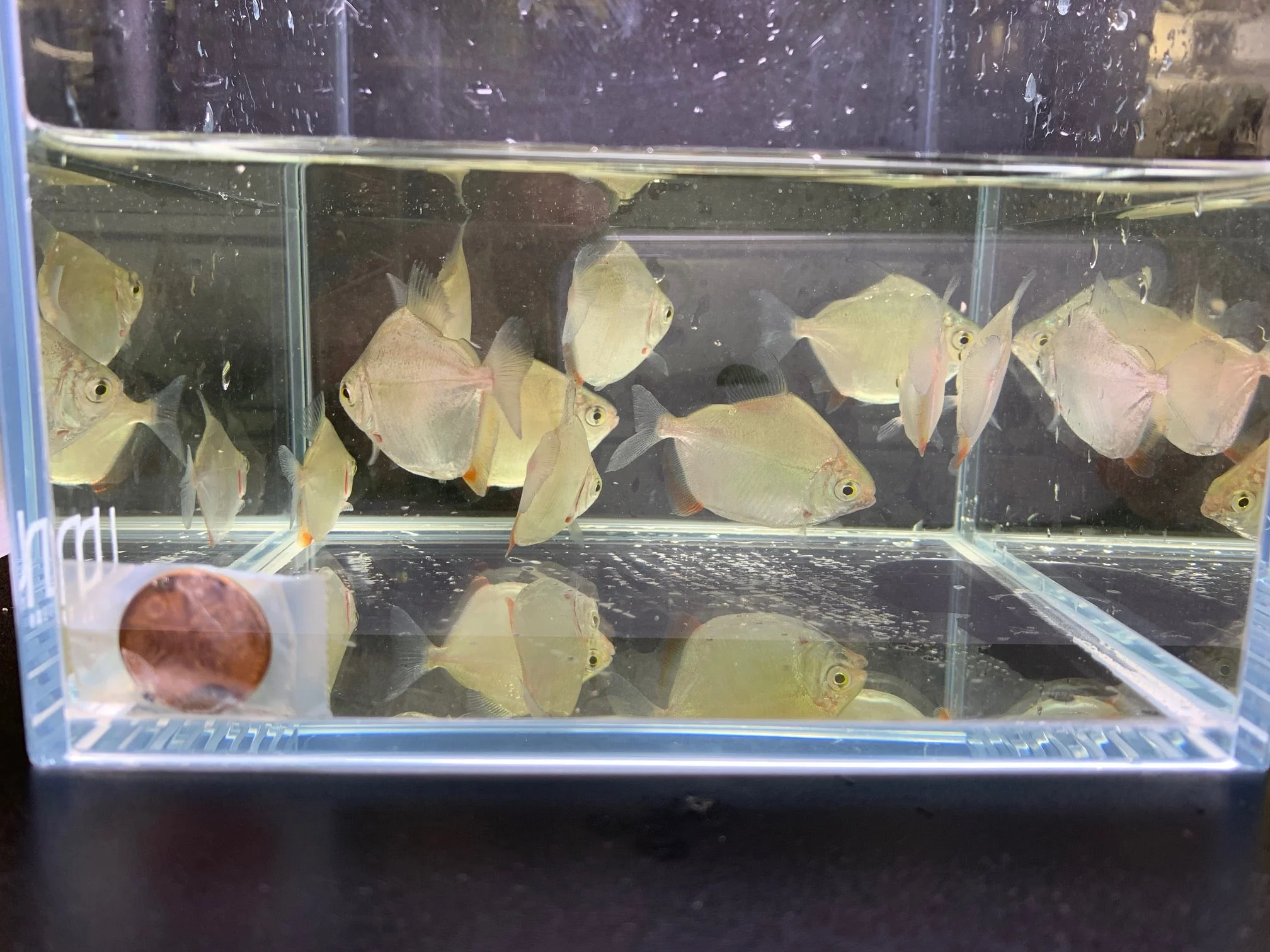 Silver Dollar Tetra - Image 2