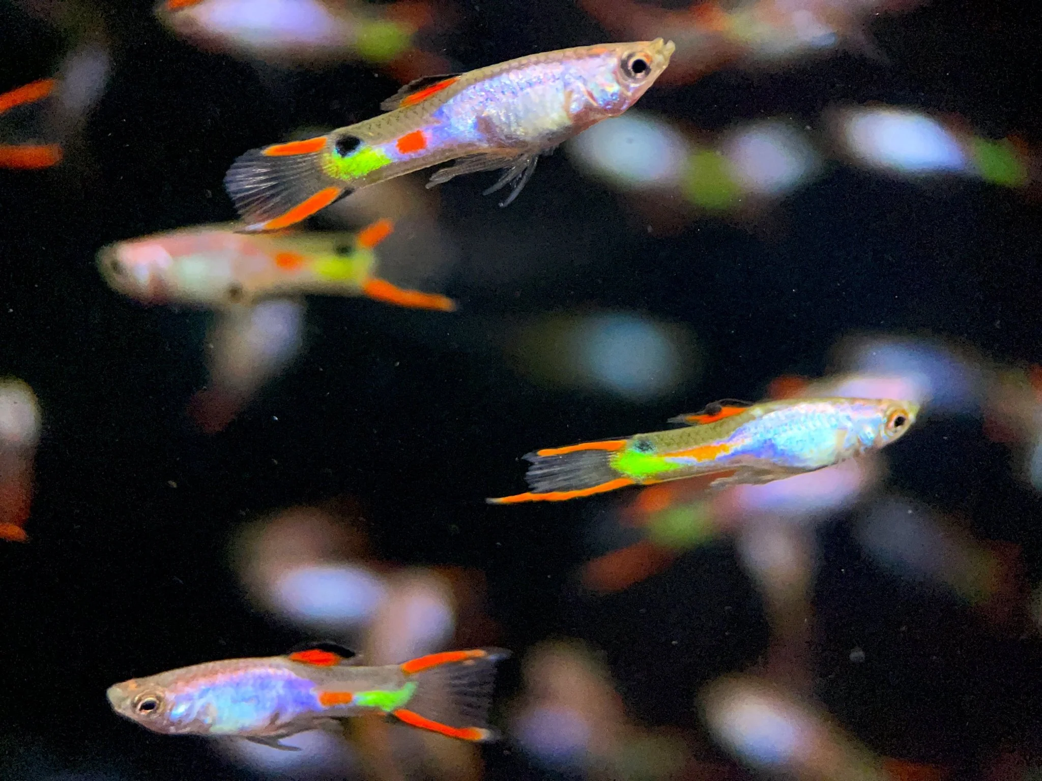 Silverado Endler Males