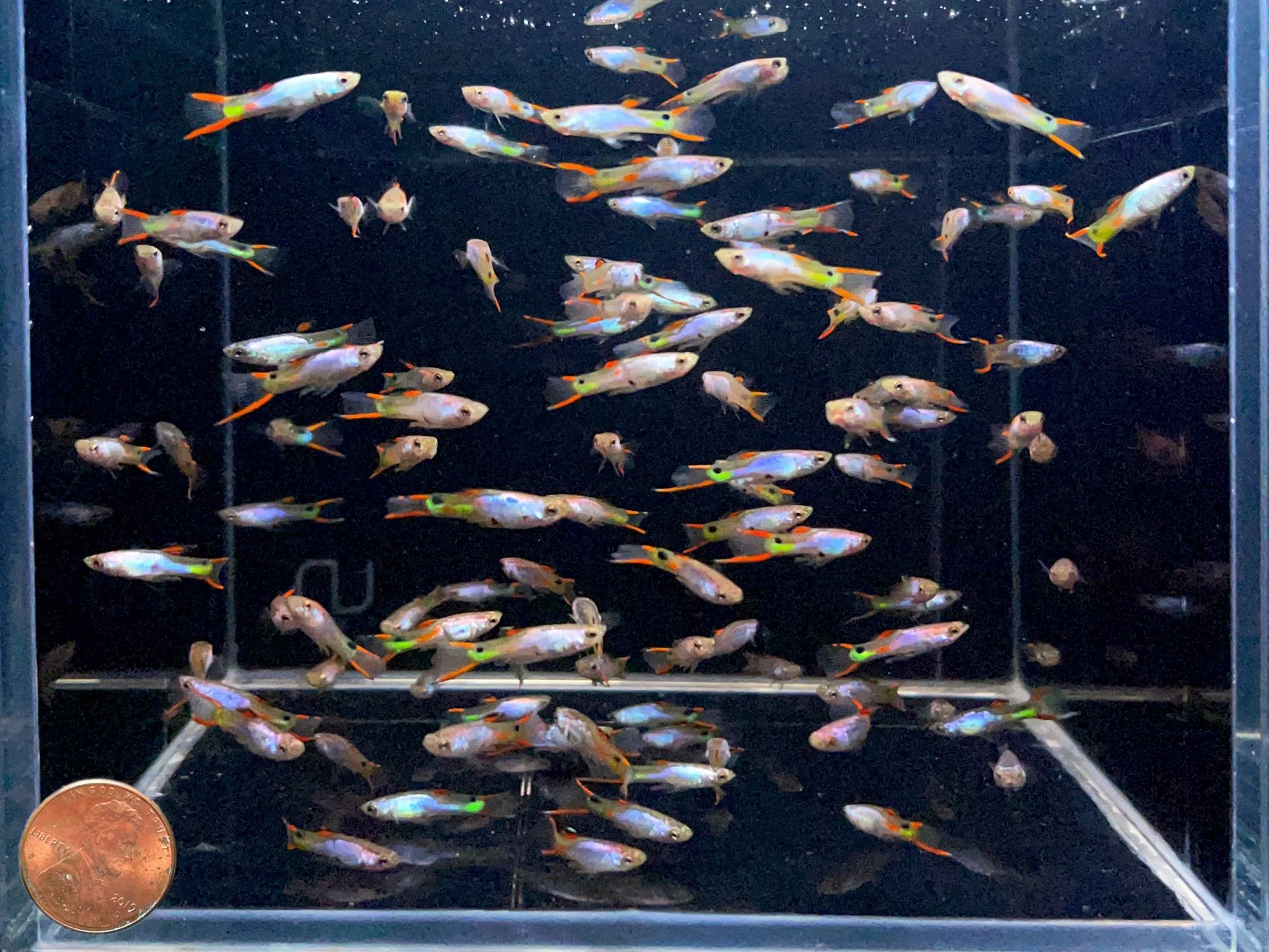 Silverado Endler Males - Image 2