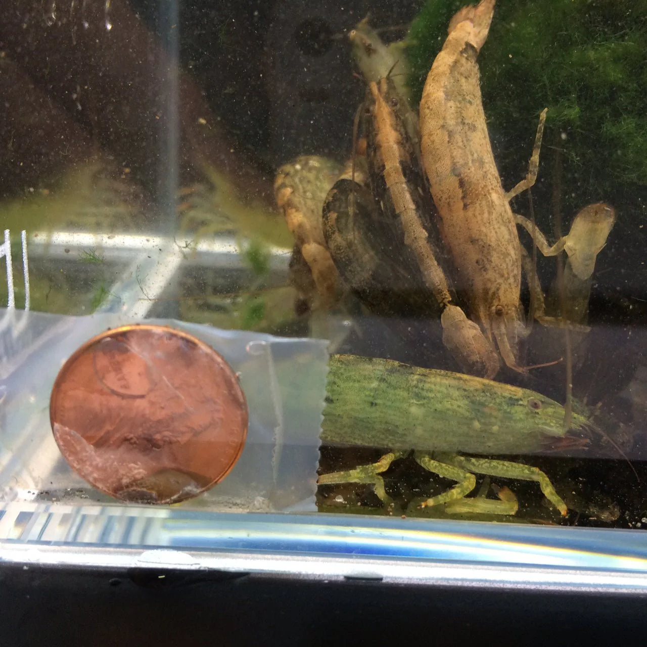 Singapore/Bamboo Shrimp - Image 3