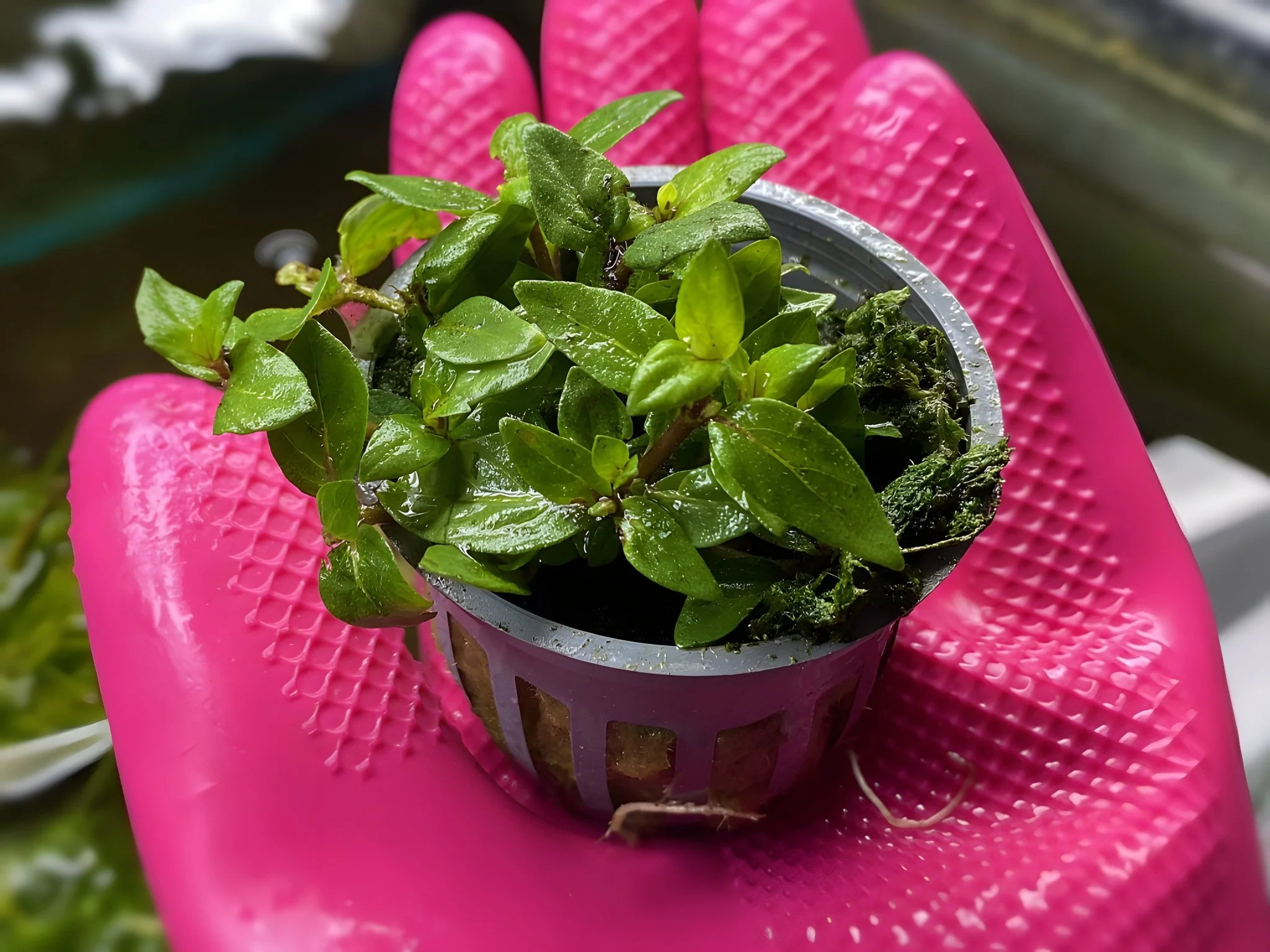 Staurogyne Repens - Potted Plant