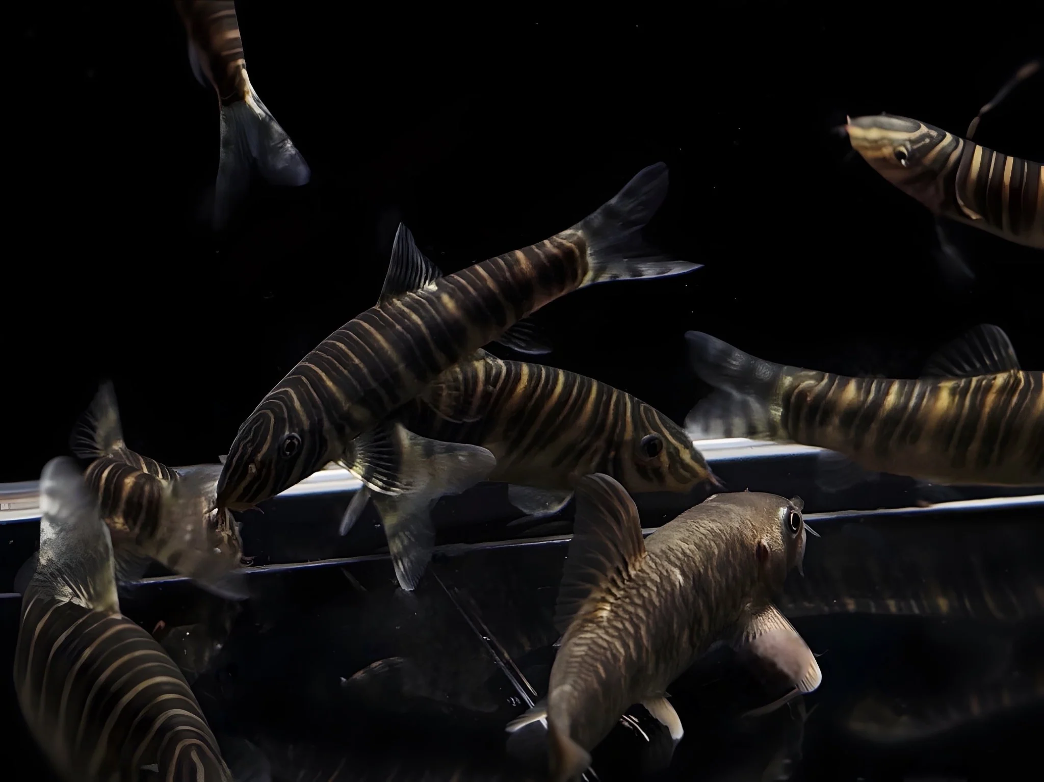 Striata Loach / Zebra Loach