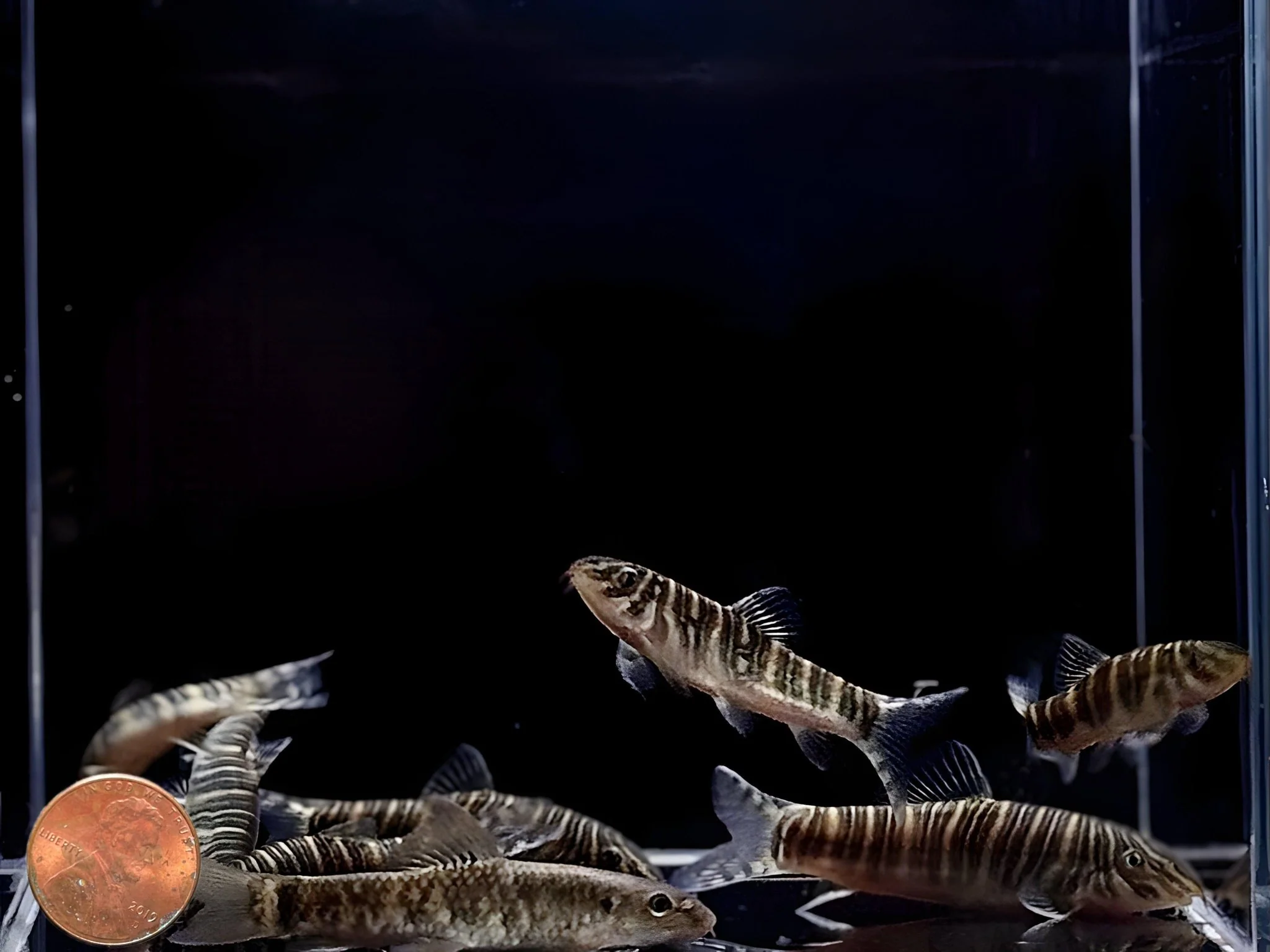 Striata Loach / Zebra Loach - Image 2