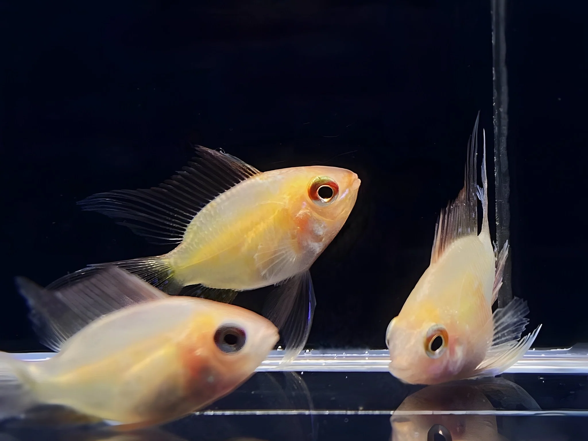 Sunkist Balloon Ram