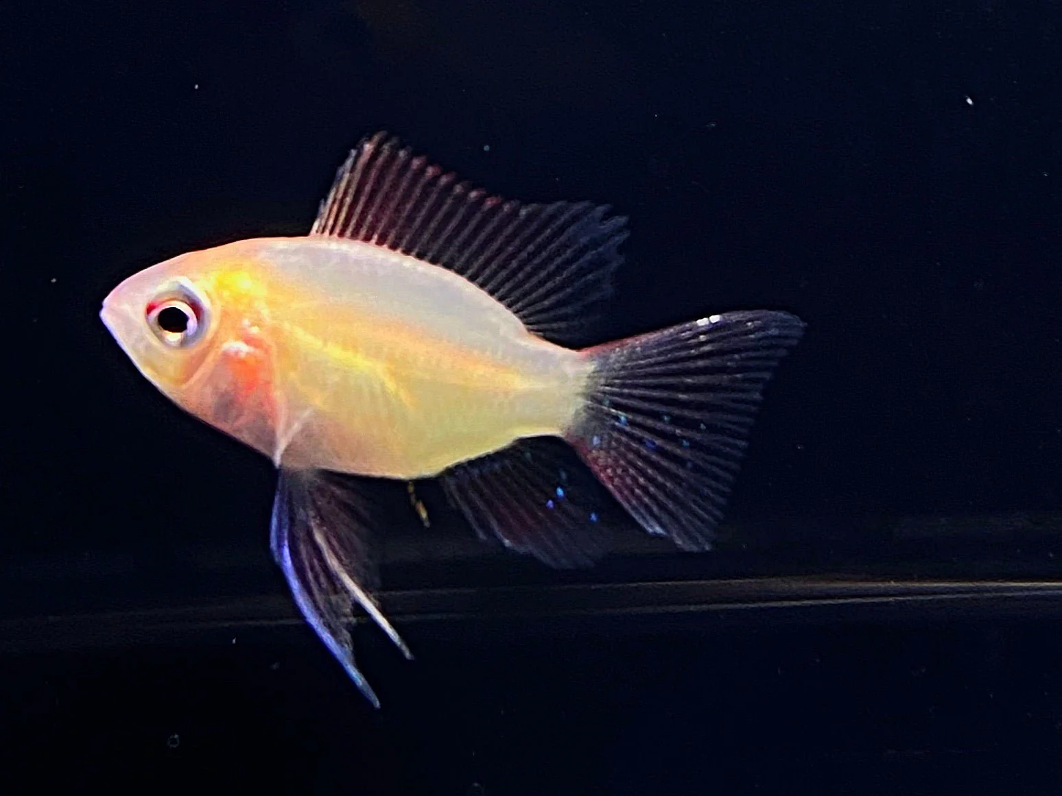 Sunkist Balloon Ram - Image 2