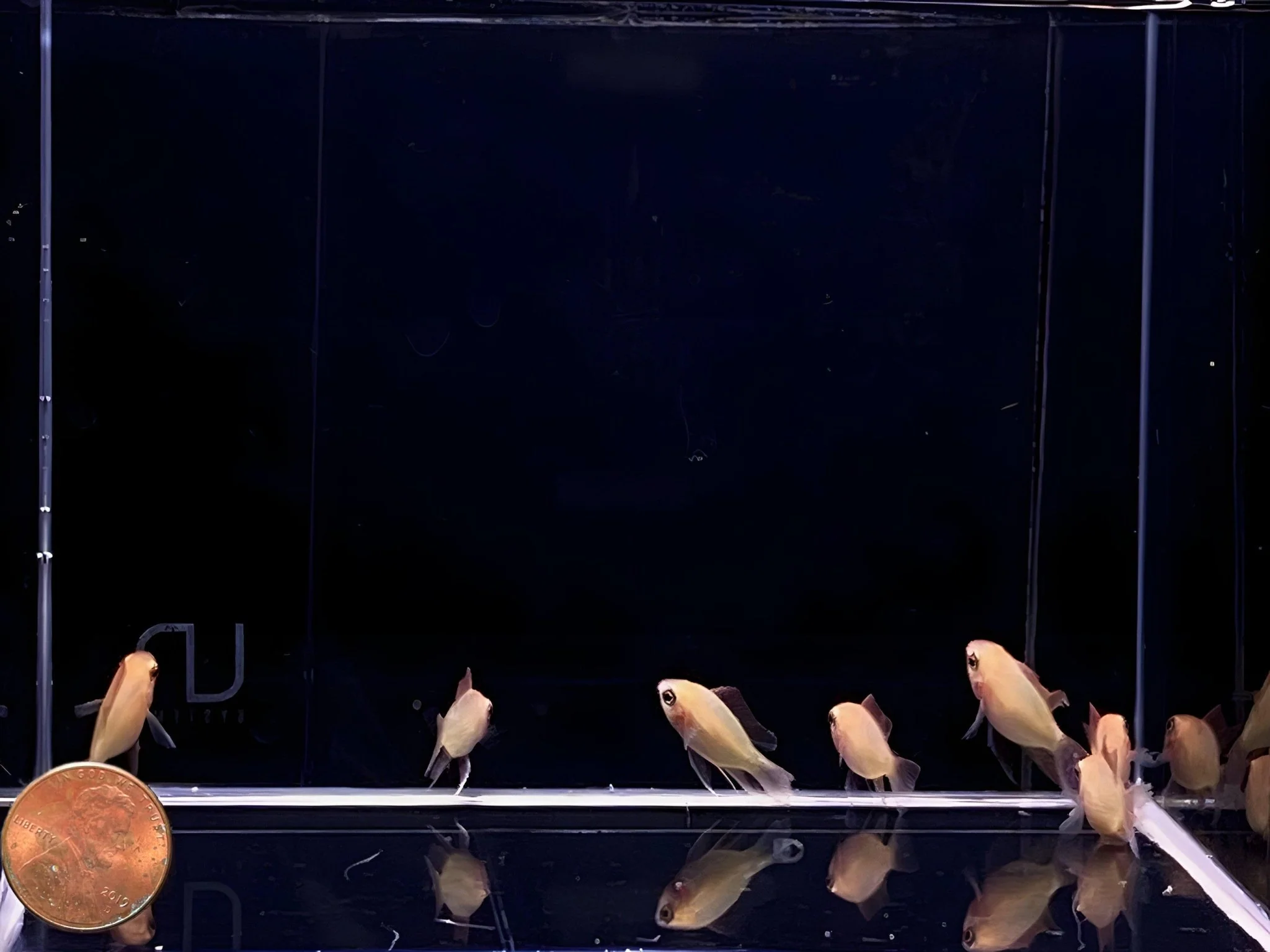 Sunkist Balloon Ram - Image 3