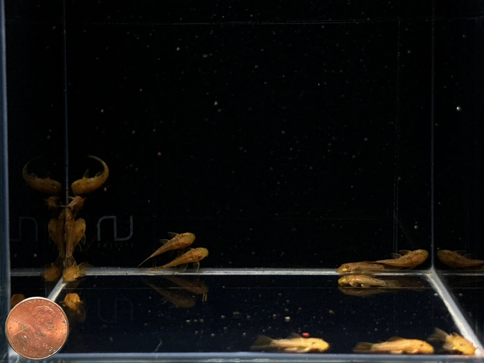 Super Red Bushy Nose Pleco (1 inch) - Image 2