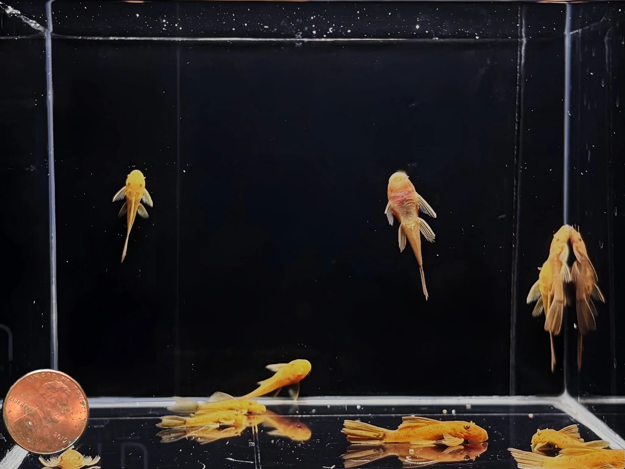 Super Red Longfin Bushy Nose Pleco - Image 2