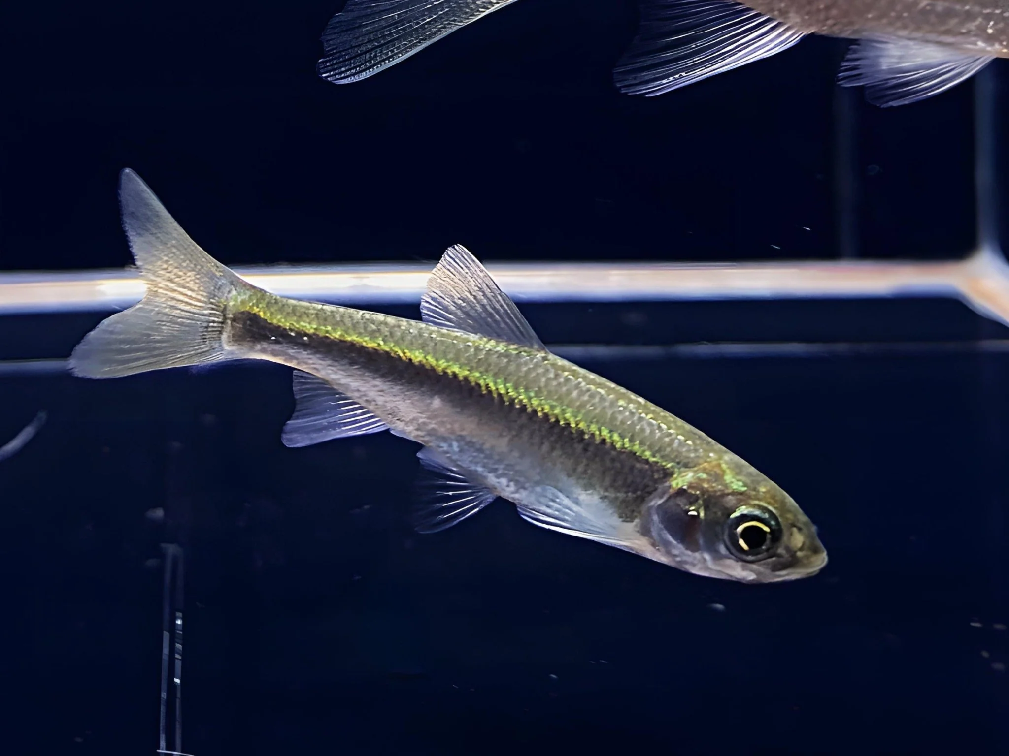 Taiwan Zacco (Zacco Taiwanensis)