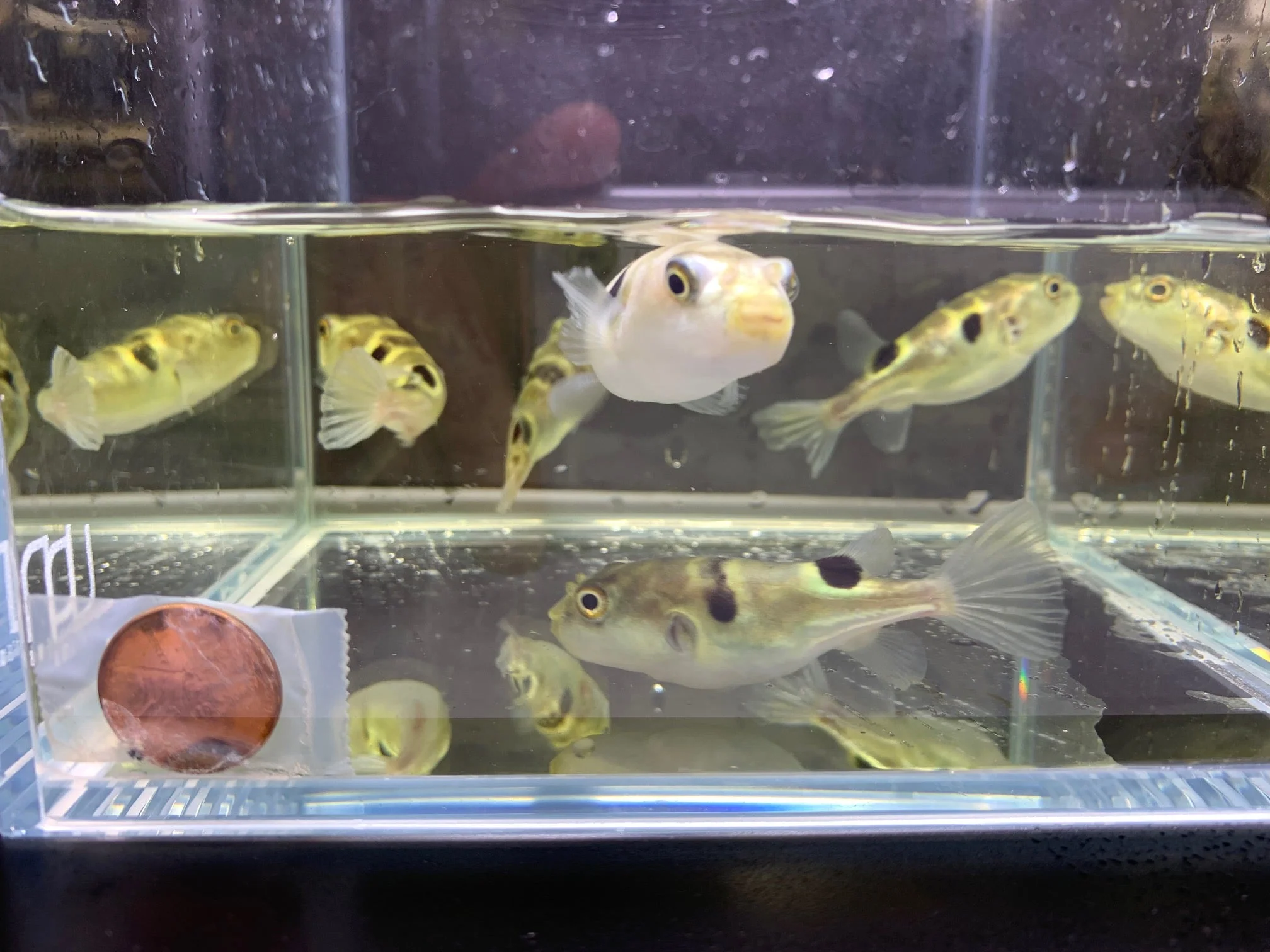 Taki Fugu Puffer