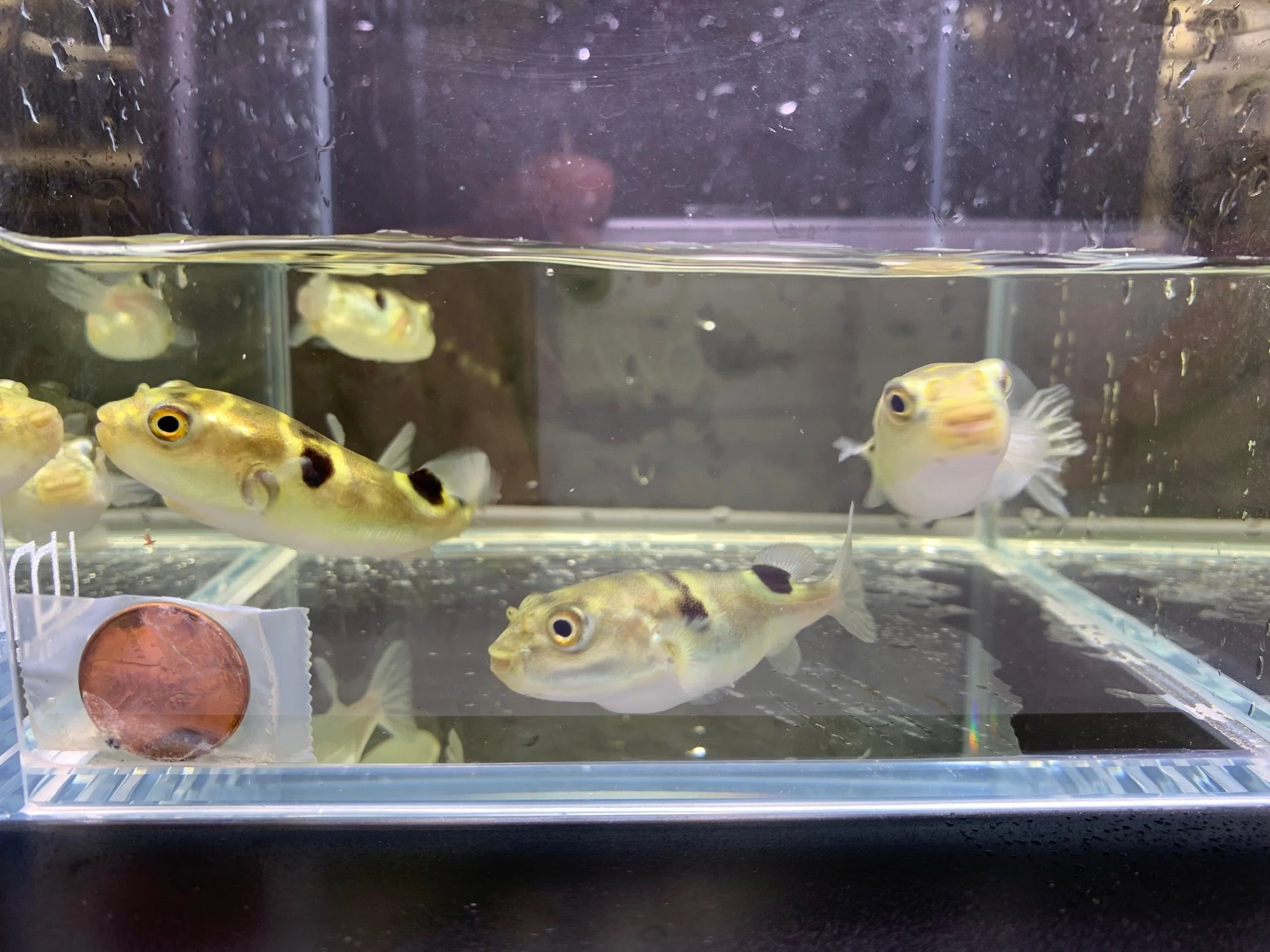 Taki Fugu Puffer - Image 2