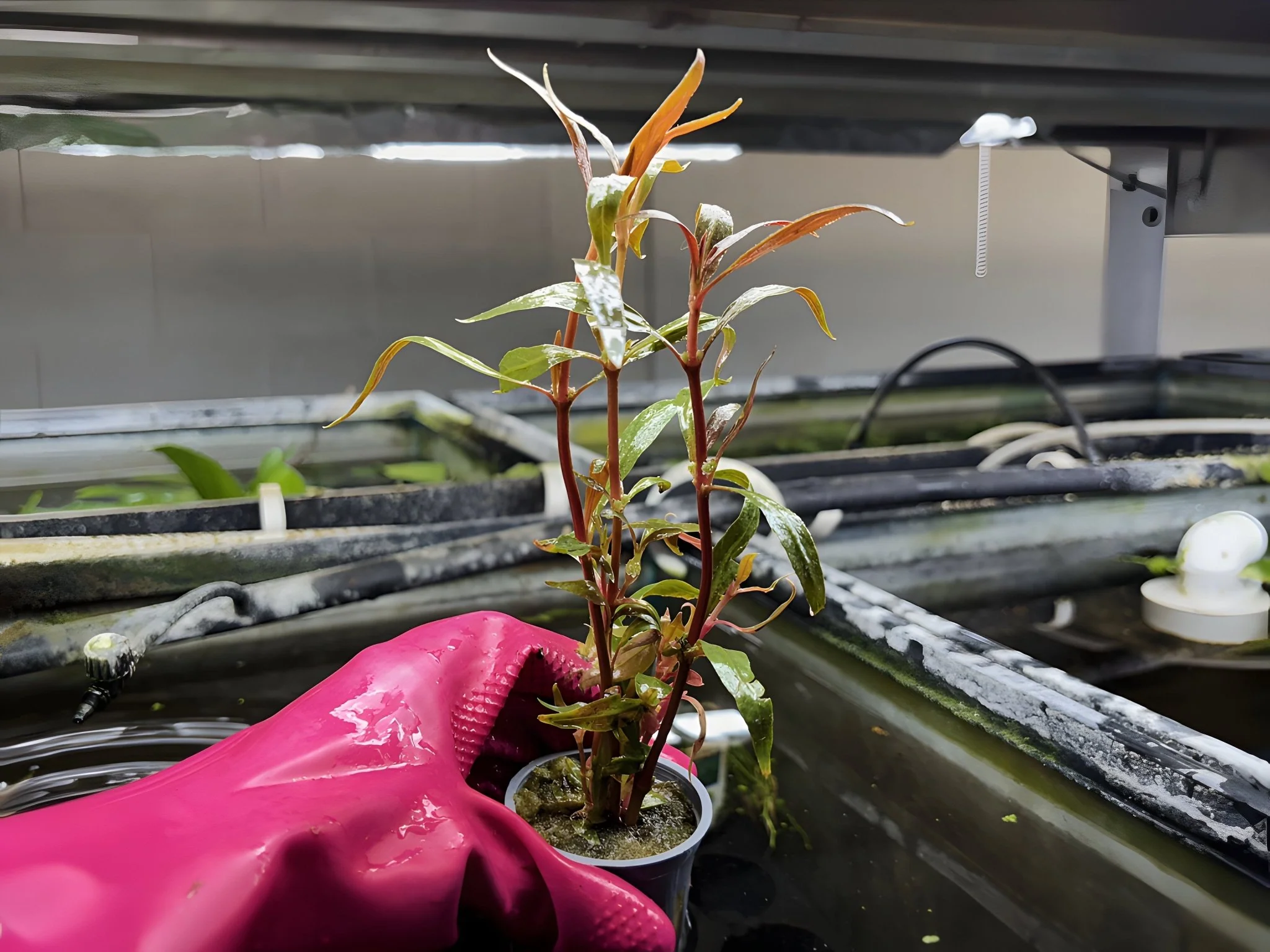Telanthera - Potted Plant