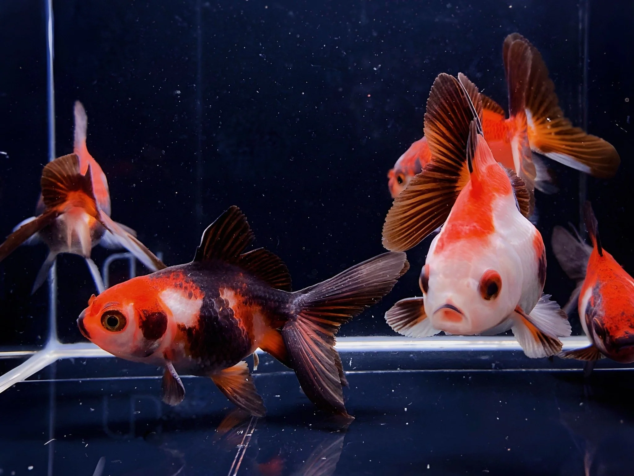 Tri-Color Thailand Oranda Goldfish - 2"-2.5"