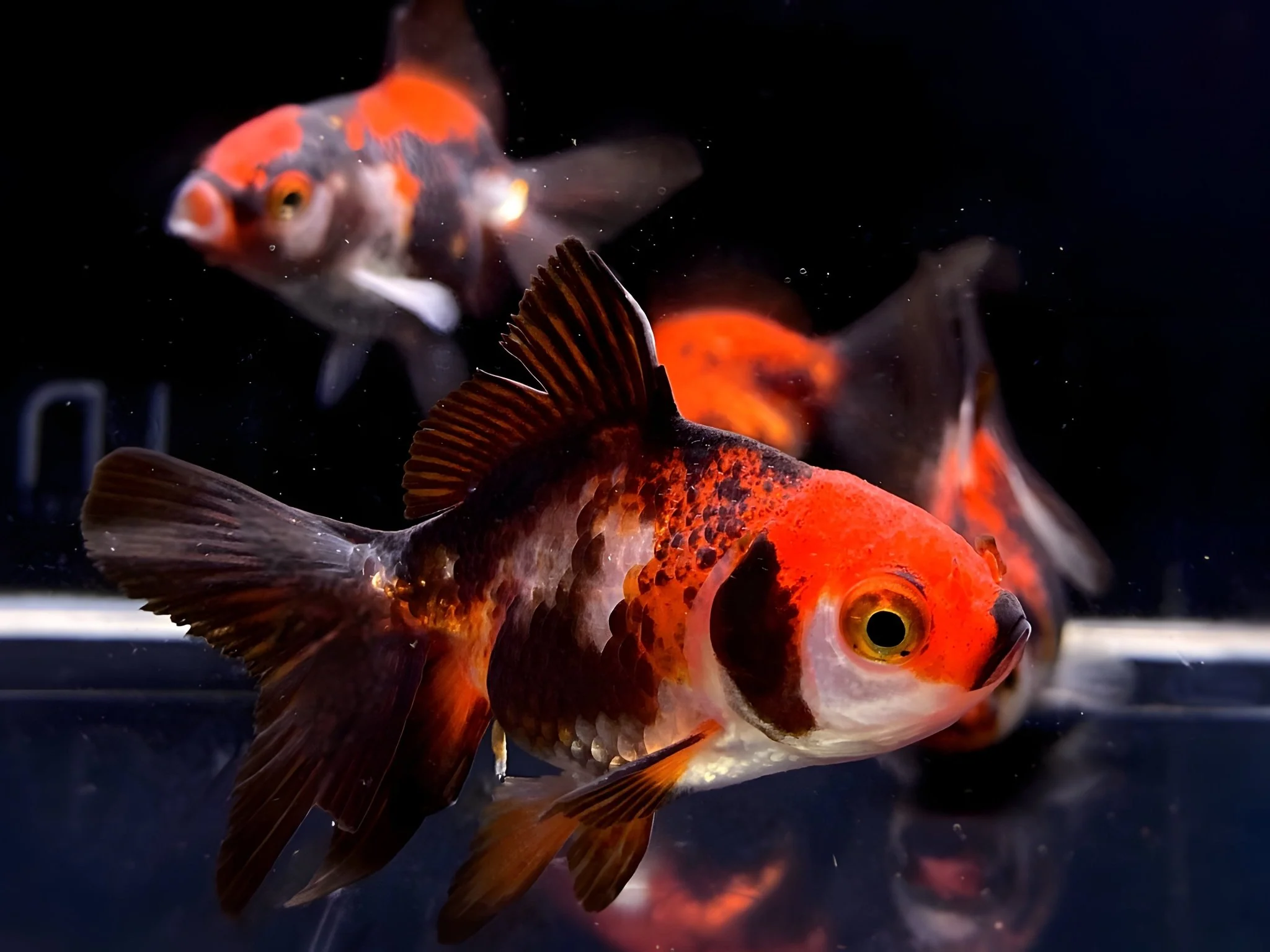 Tri-Color Thailand Oranda Goldfish - 2"-2.5" - Image 2