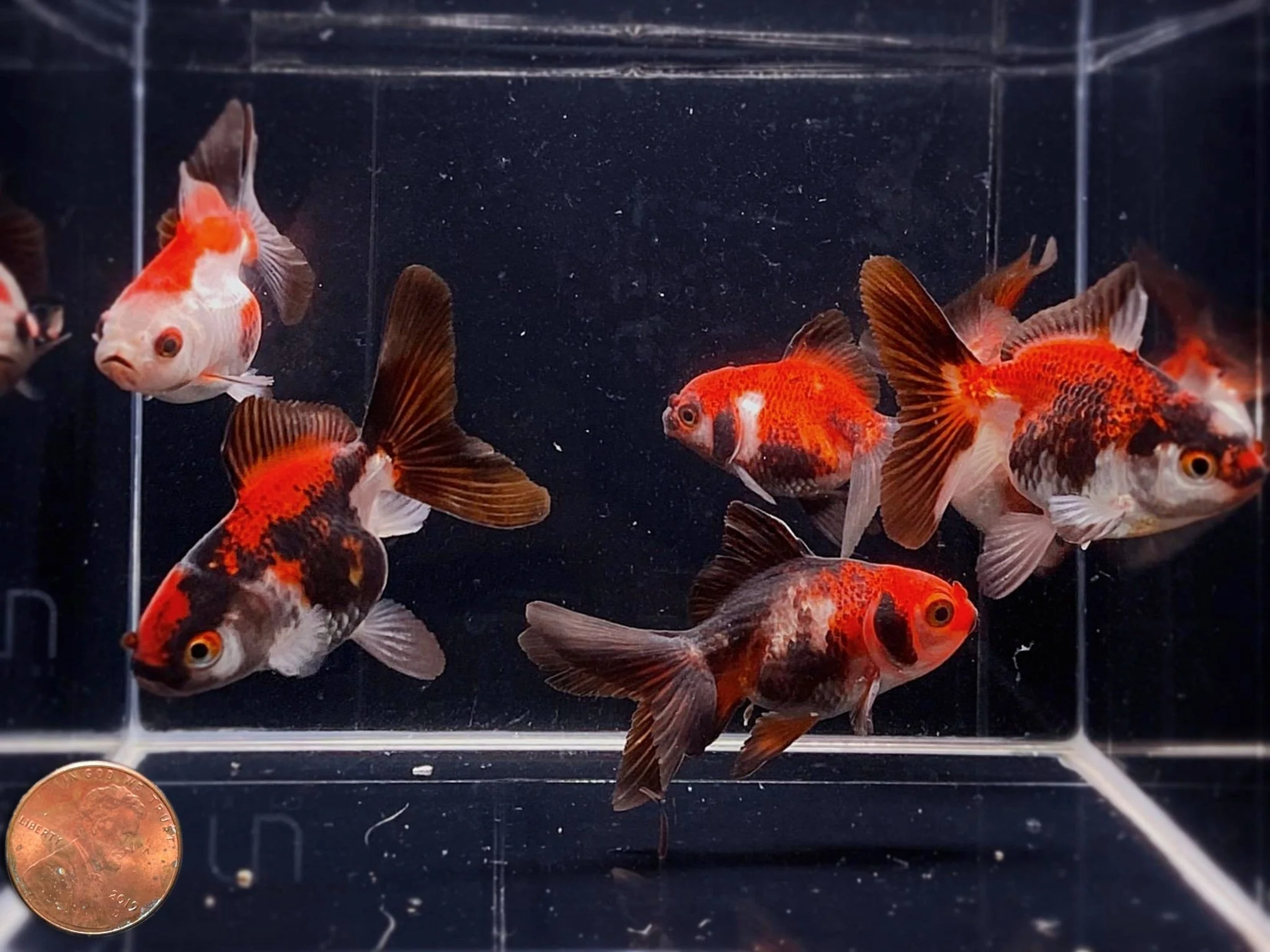 Tri-Color Thailand Oranda Goldfish - 2"-2.5" - Image 3