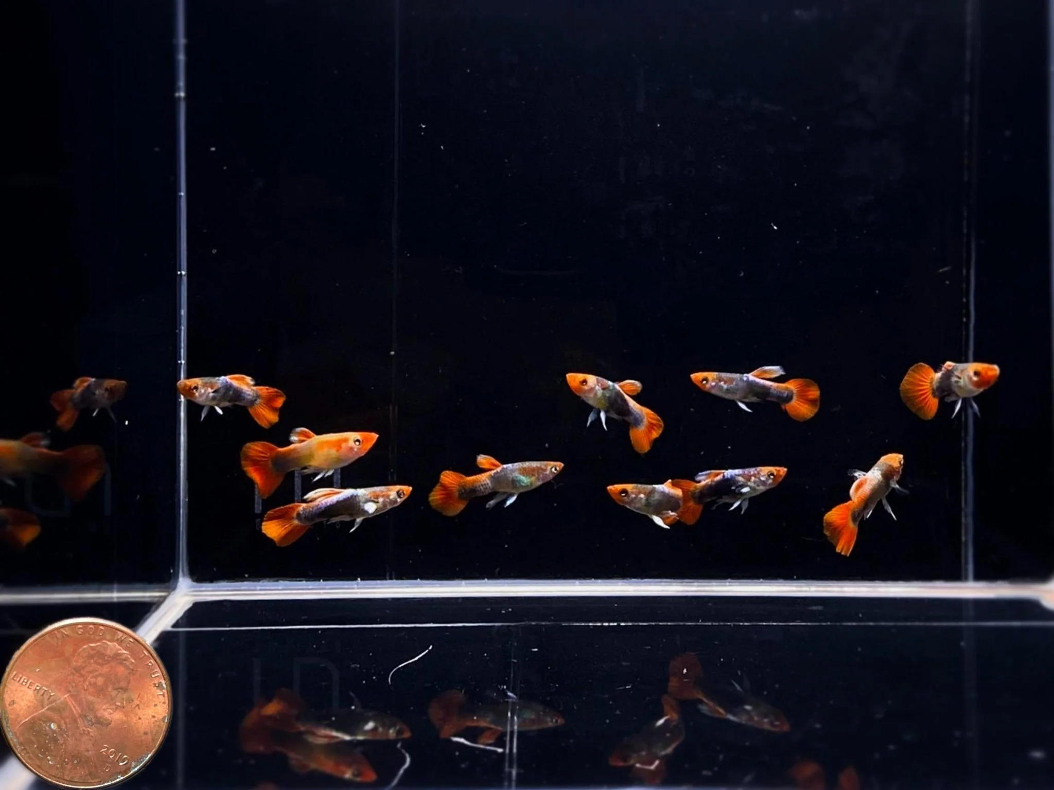 Tuxedo Koi Guppy Males - Image 2
