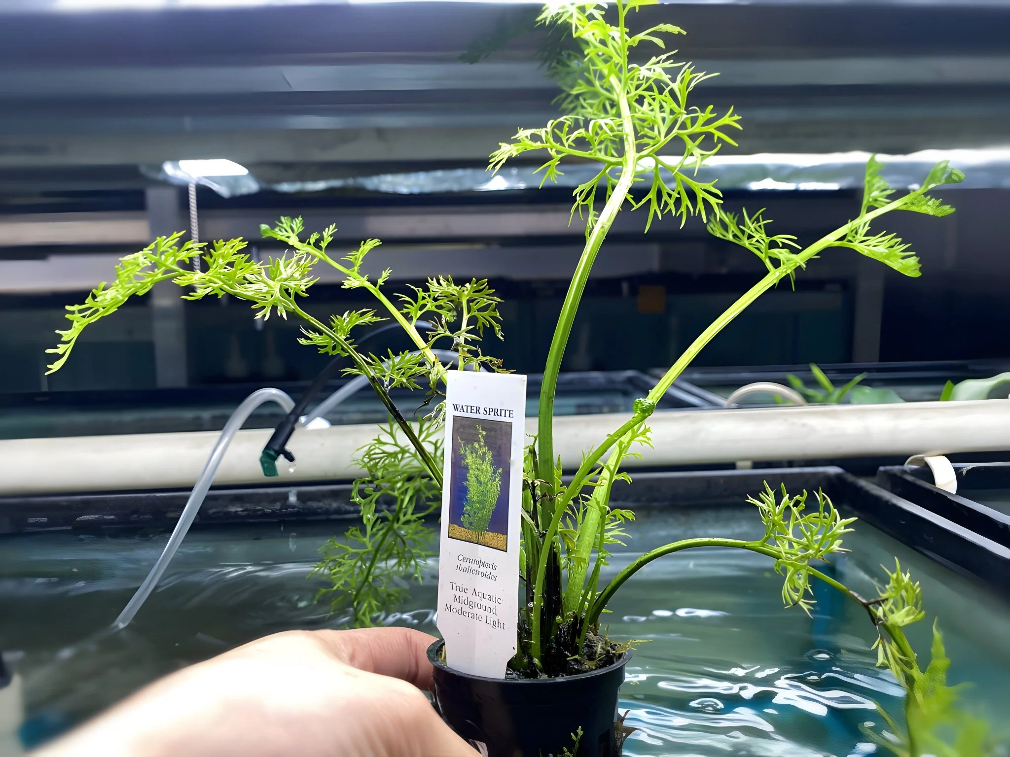 Water Sprite - Potted Plant