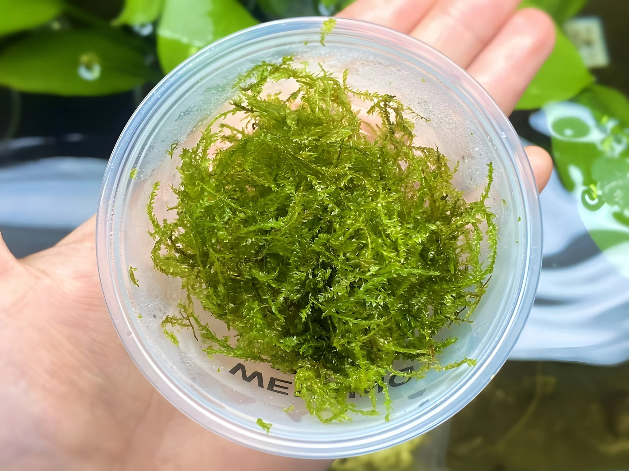 Weeping Moss