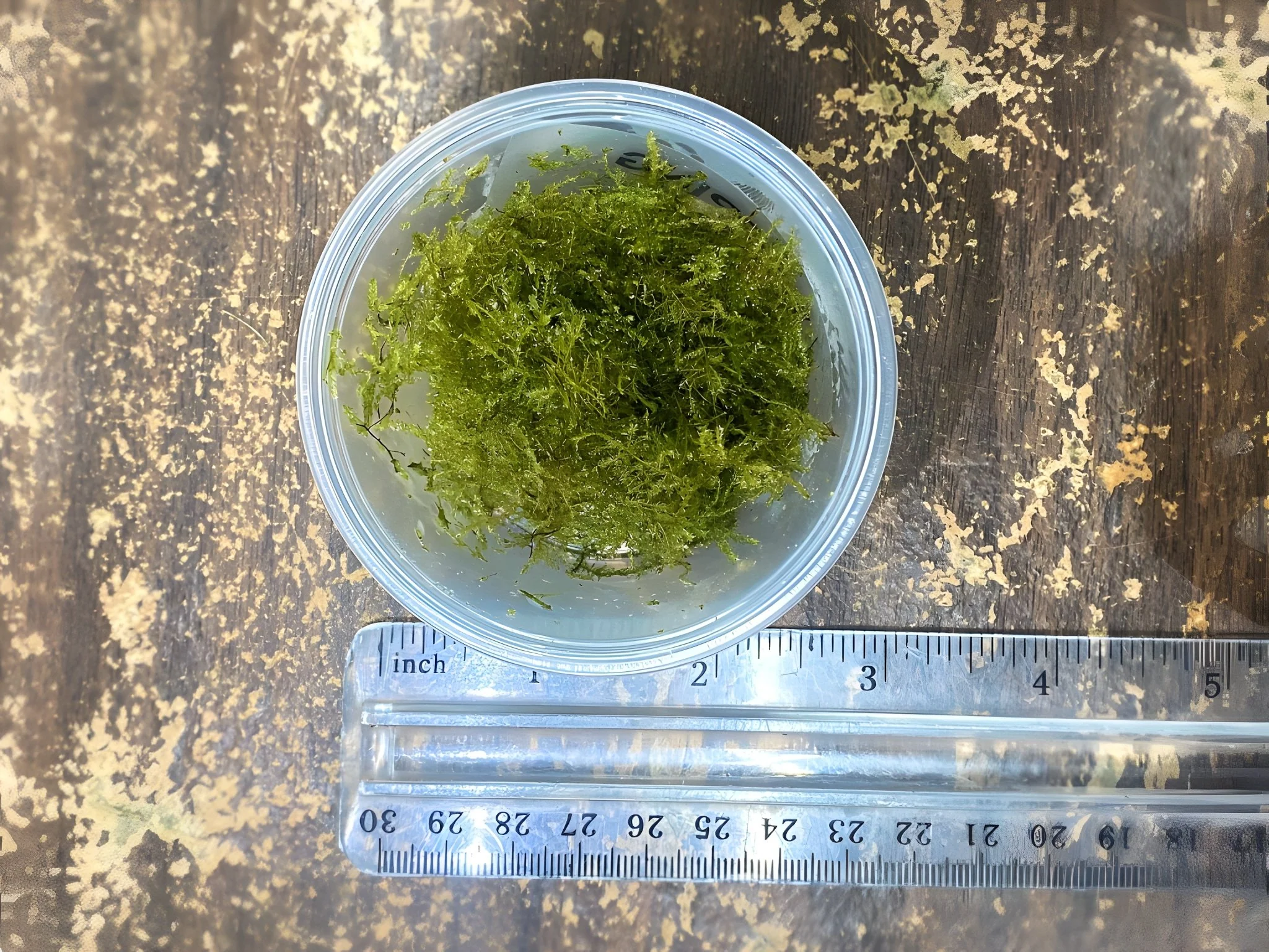 Weeping Moss - Image 2