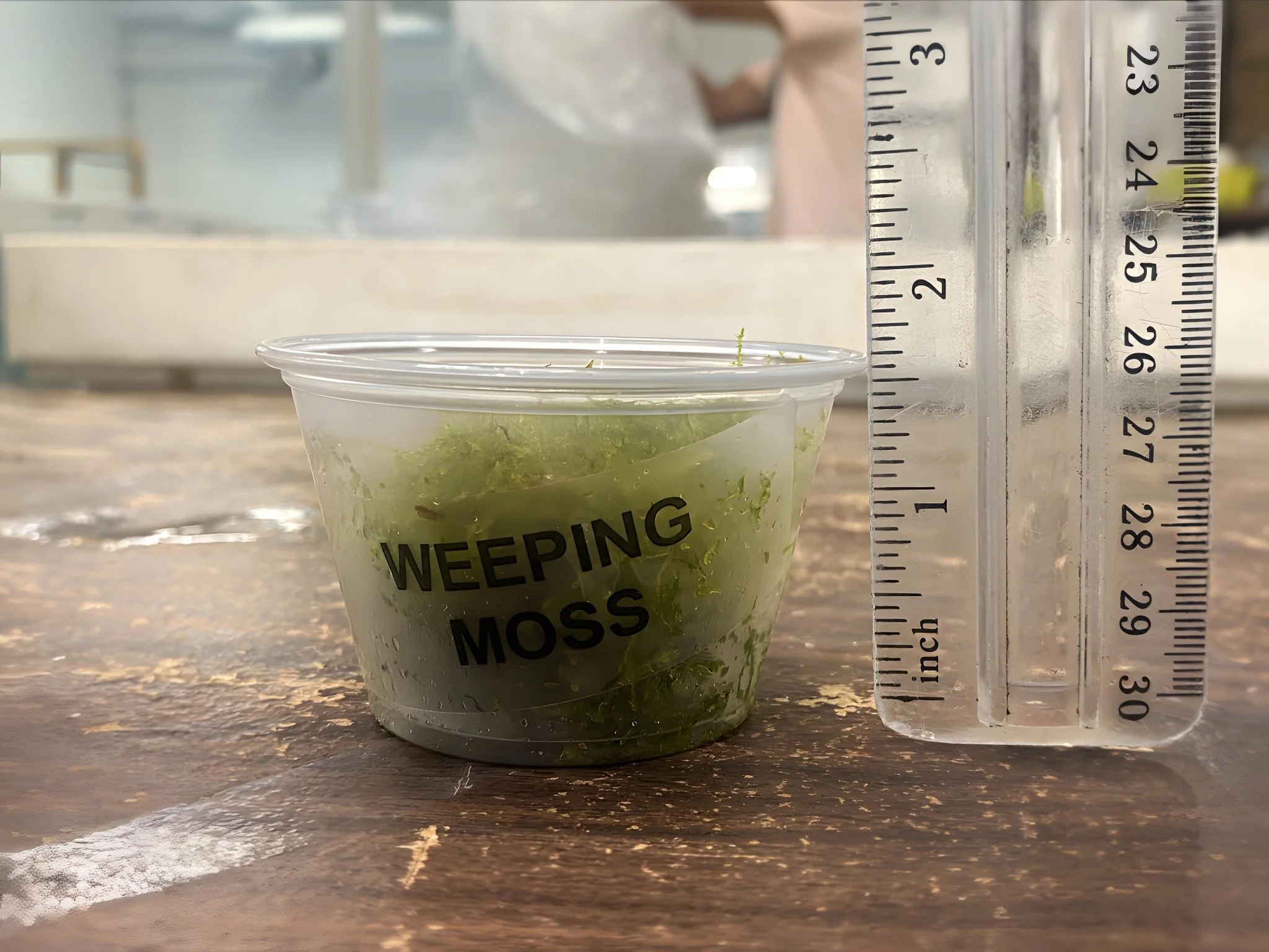 Weeping Moss - Image 3