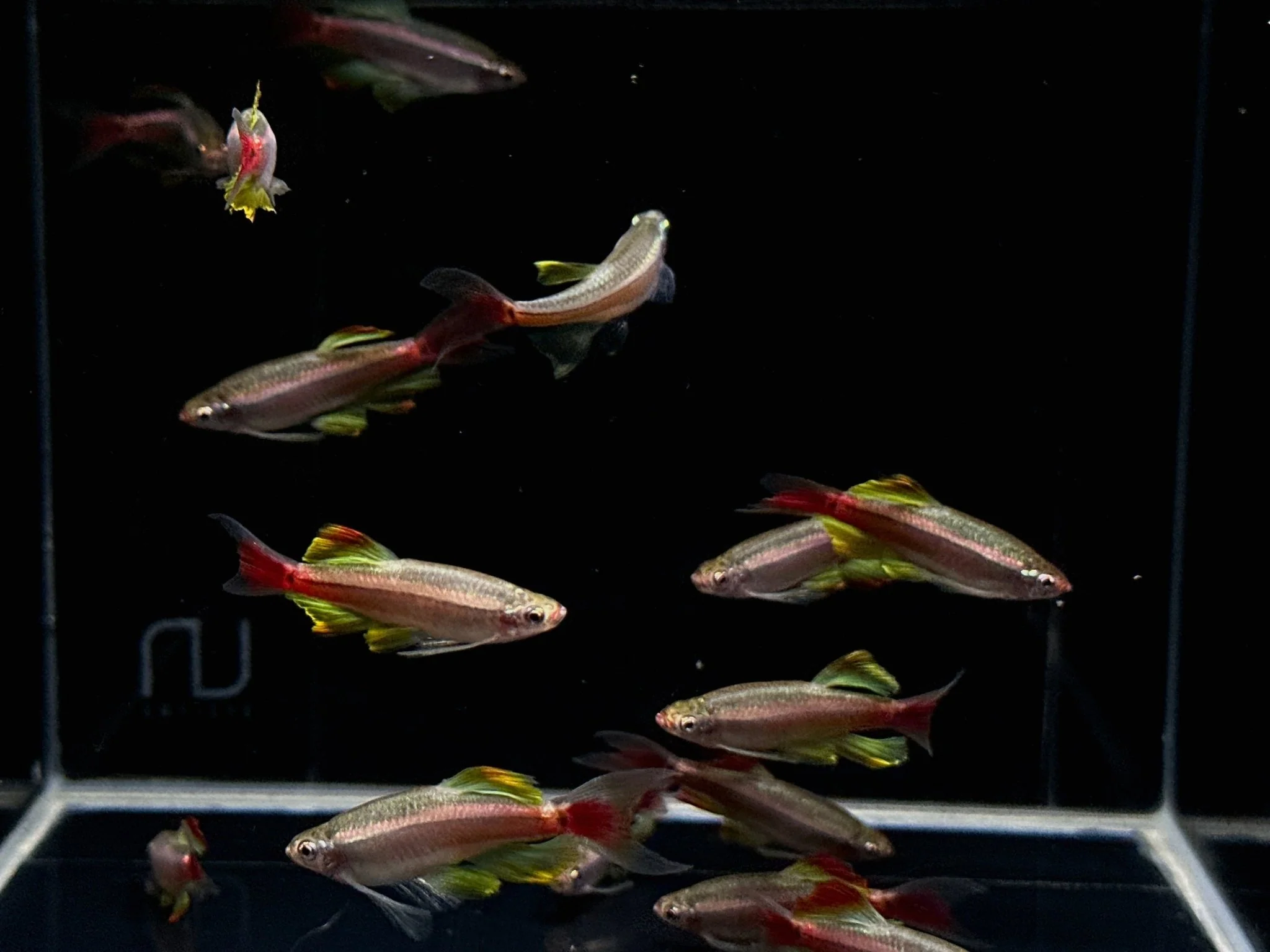 Longfin White Cloud (Czech Republic) - Image 2