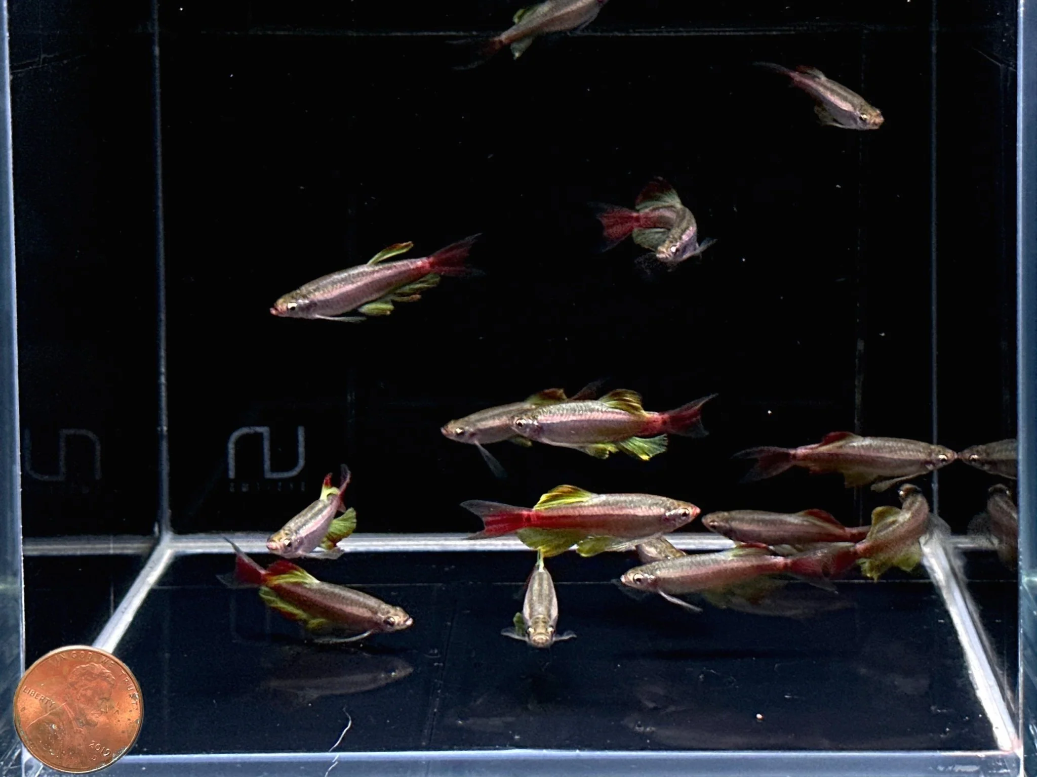 Longfin White Cloud (Czech Republic) - Image 3