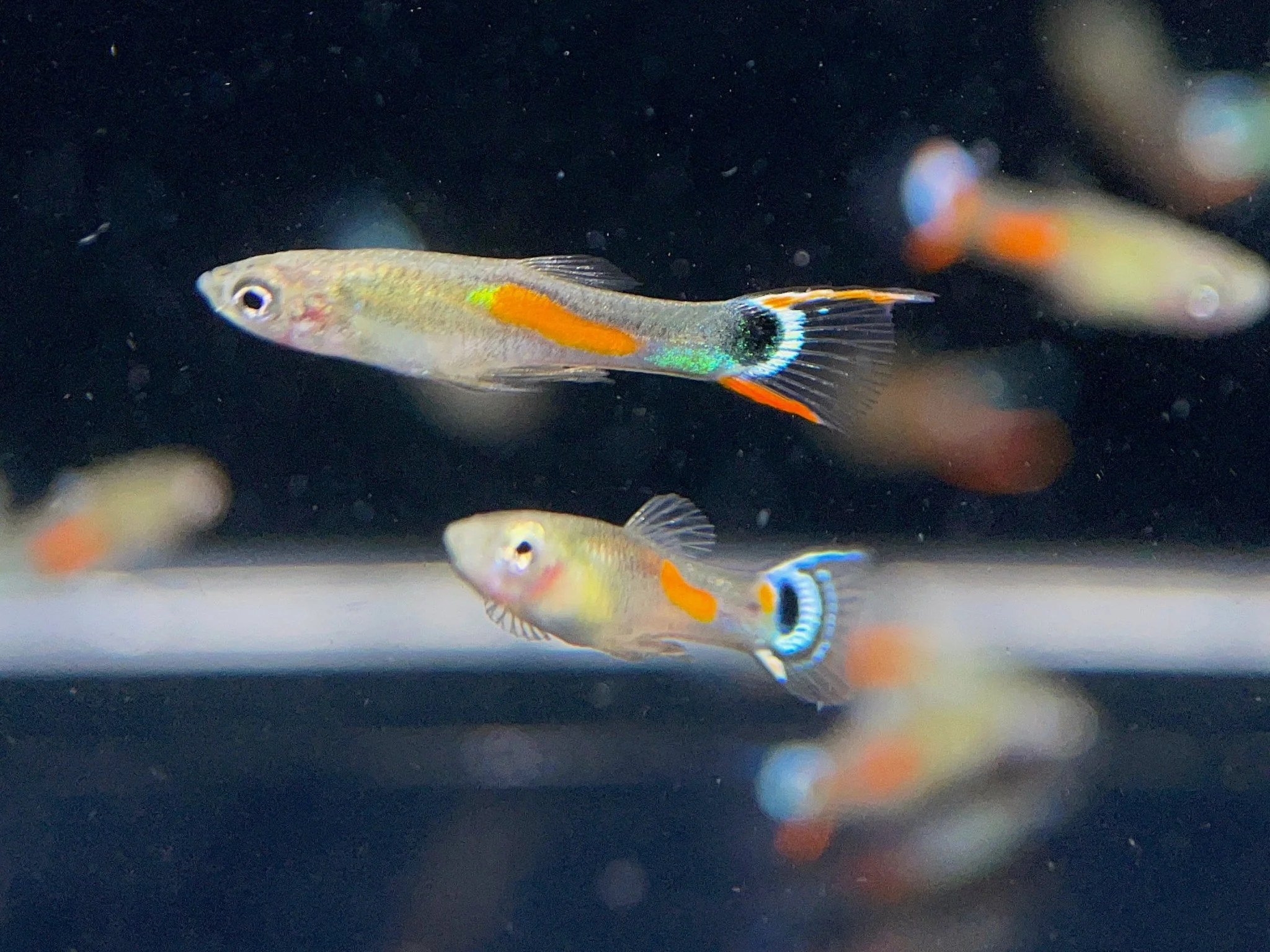 White Peacock Endler Pair