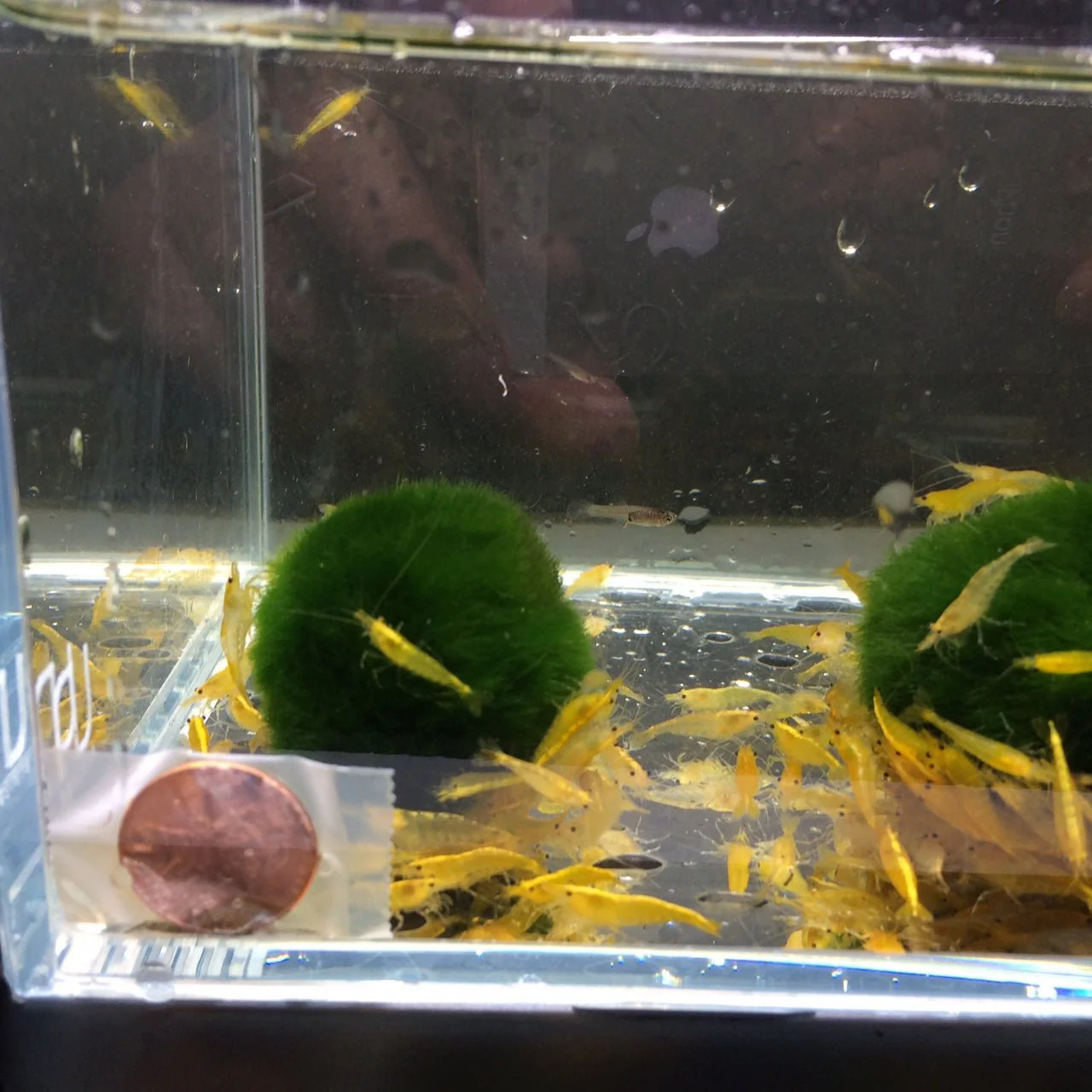 Yellow Rice Shrimp - Image 3